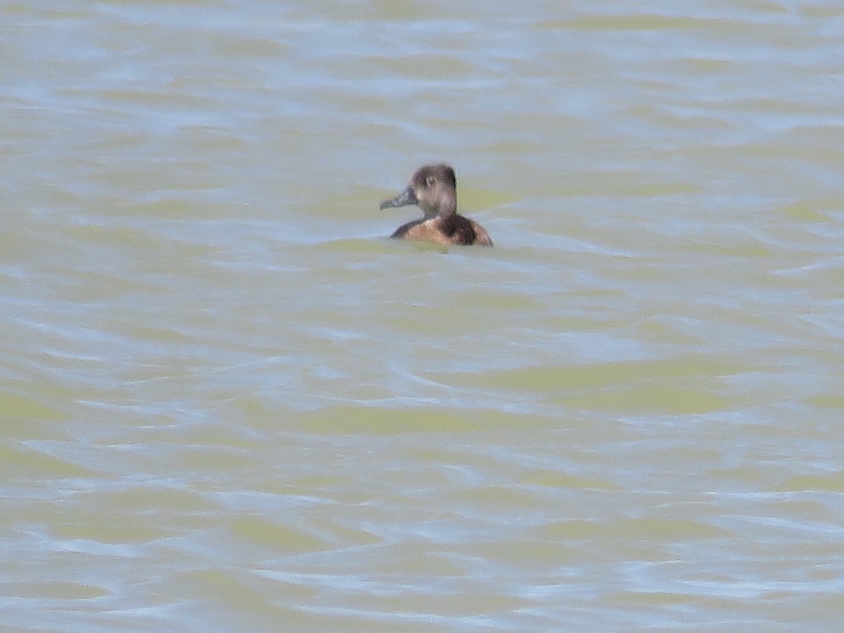 Ring-necked Duck - Jim Crites