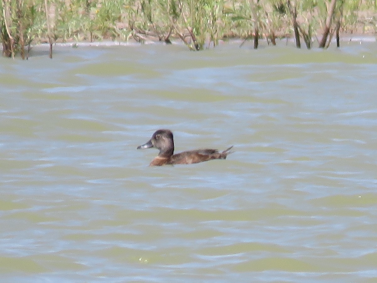 Ring-necked Duck - Jim Crites