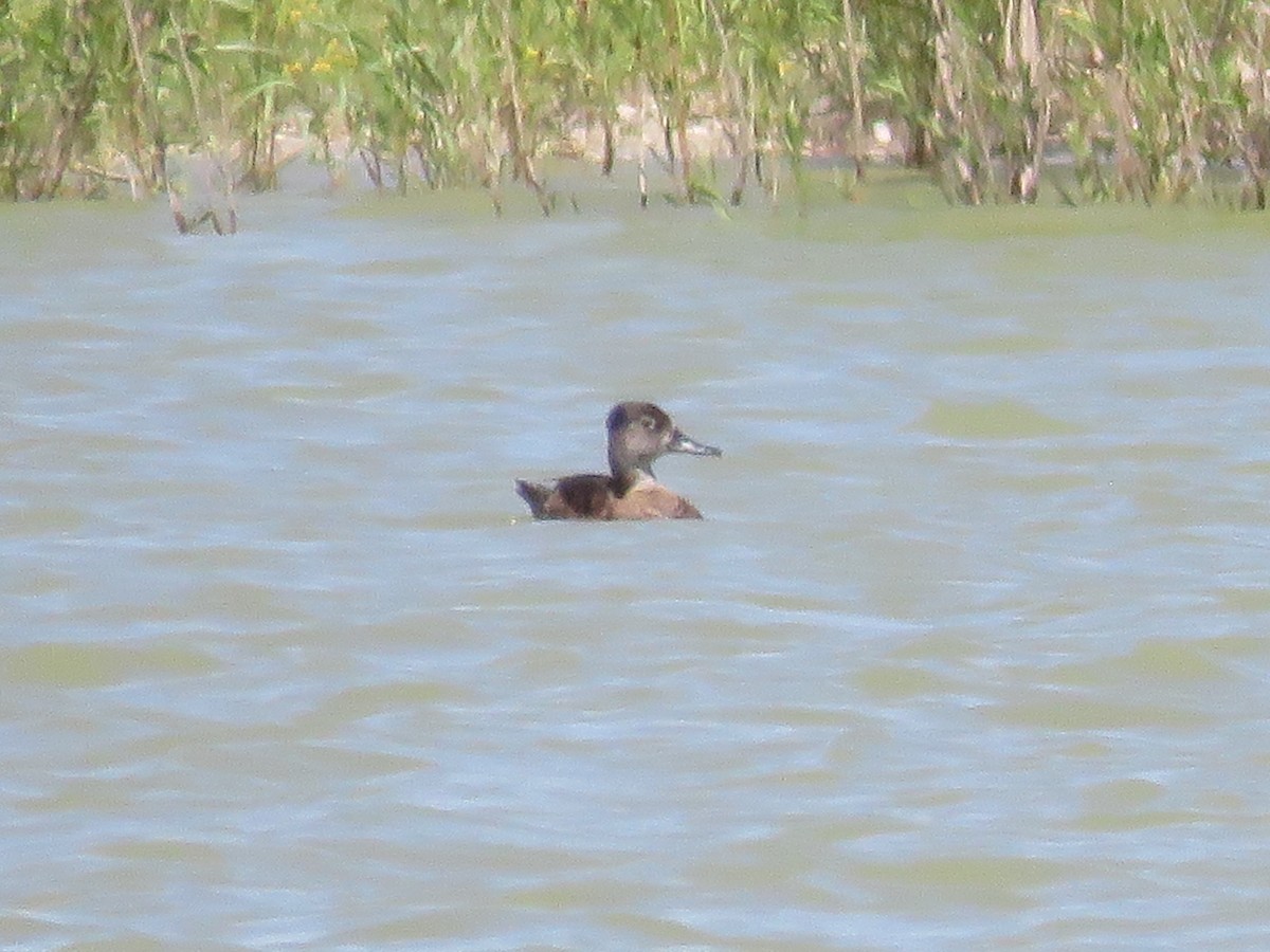 Ring-necked Duck - Jim Crites