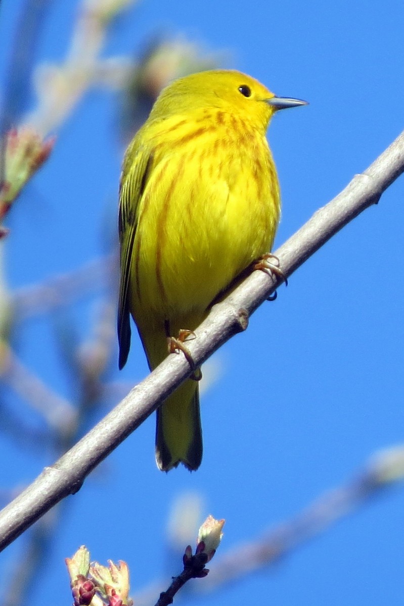 Yellow Warbler - Pat McKay