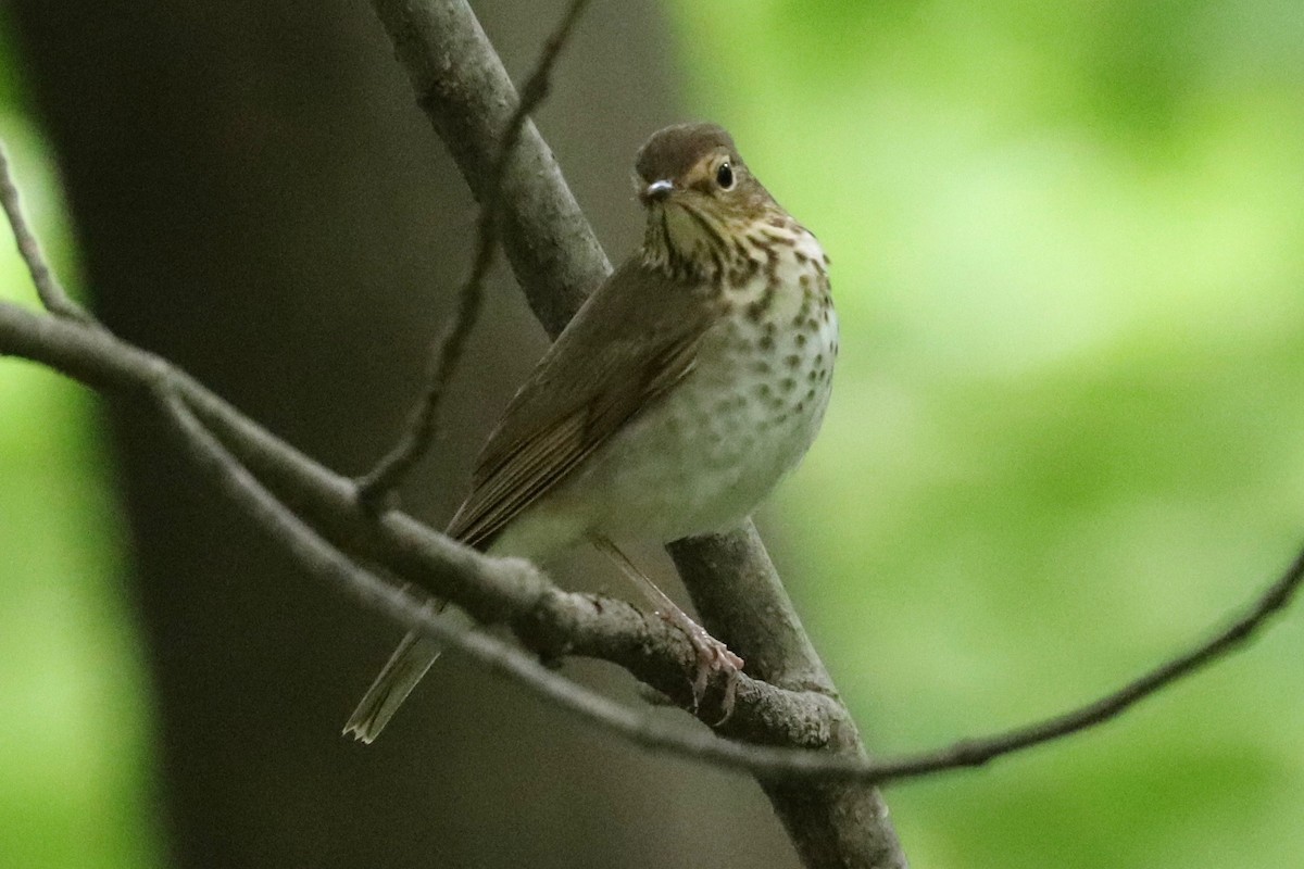 Swainson's Thrush - ML619048539