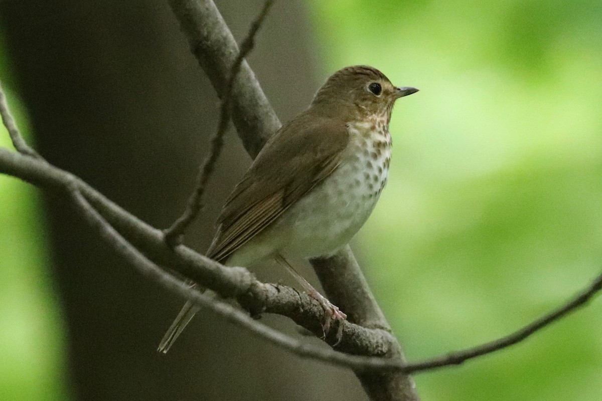 Swainson's Thrush - ML619048543