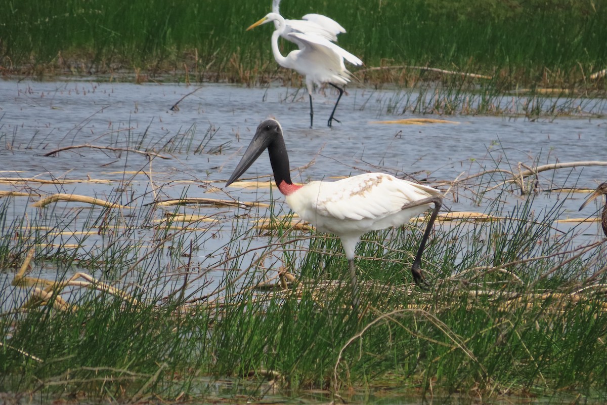 Jabiru - David Brinkman