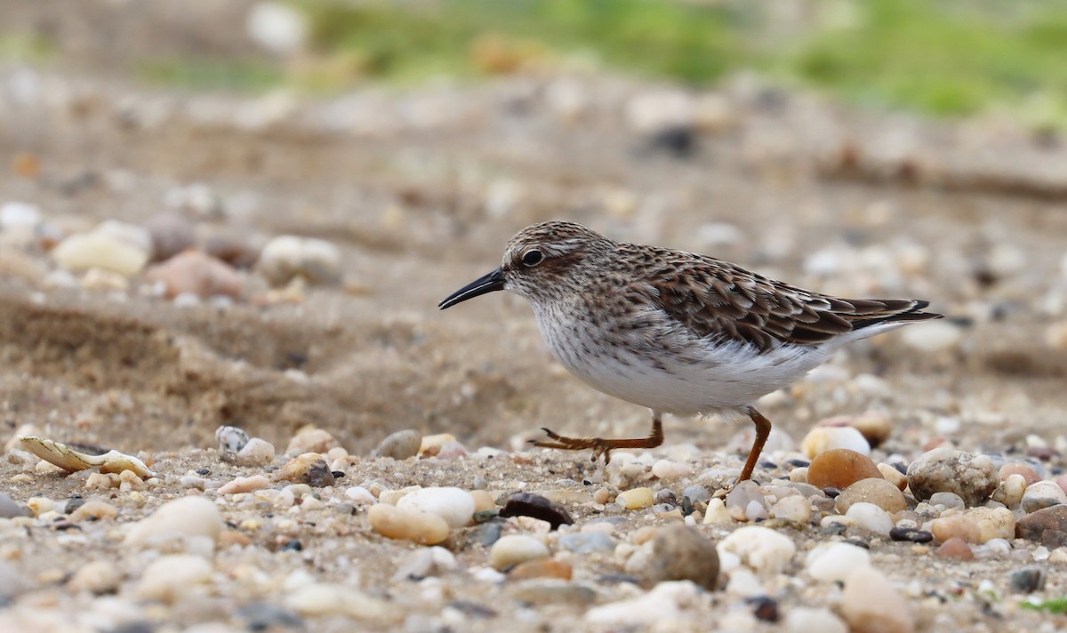 Least Sandpiper - ML619048547