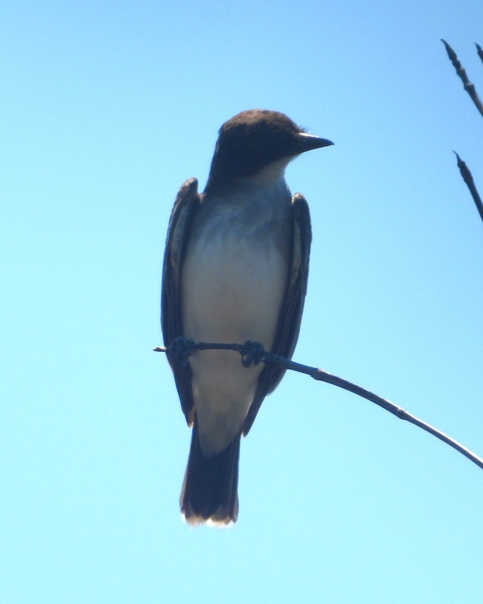 Gray Kingbird - ML619048558