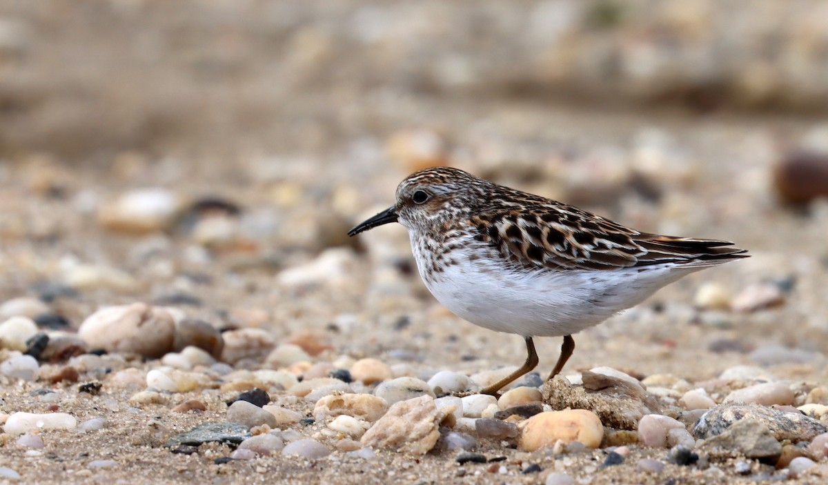 Least Sandpiper - ML619048568