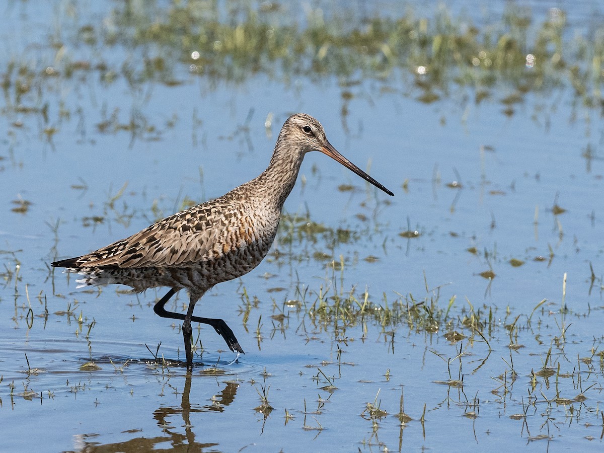 Hudsonian Godwit - Bob Friedrichs