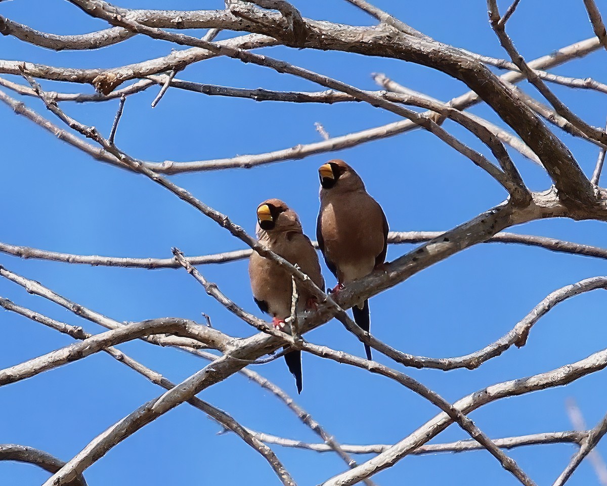 Masked Finch - ML619048582