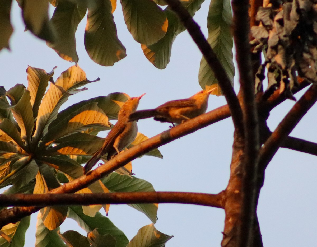 Thrush-like Wren - Fabrício Araújo