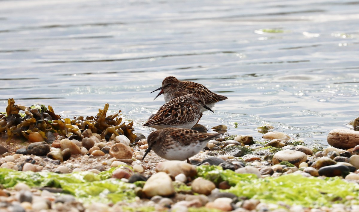 Least Sandpiper - ML619048602