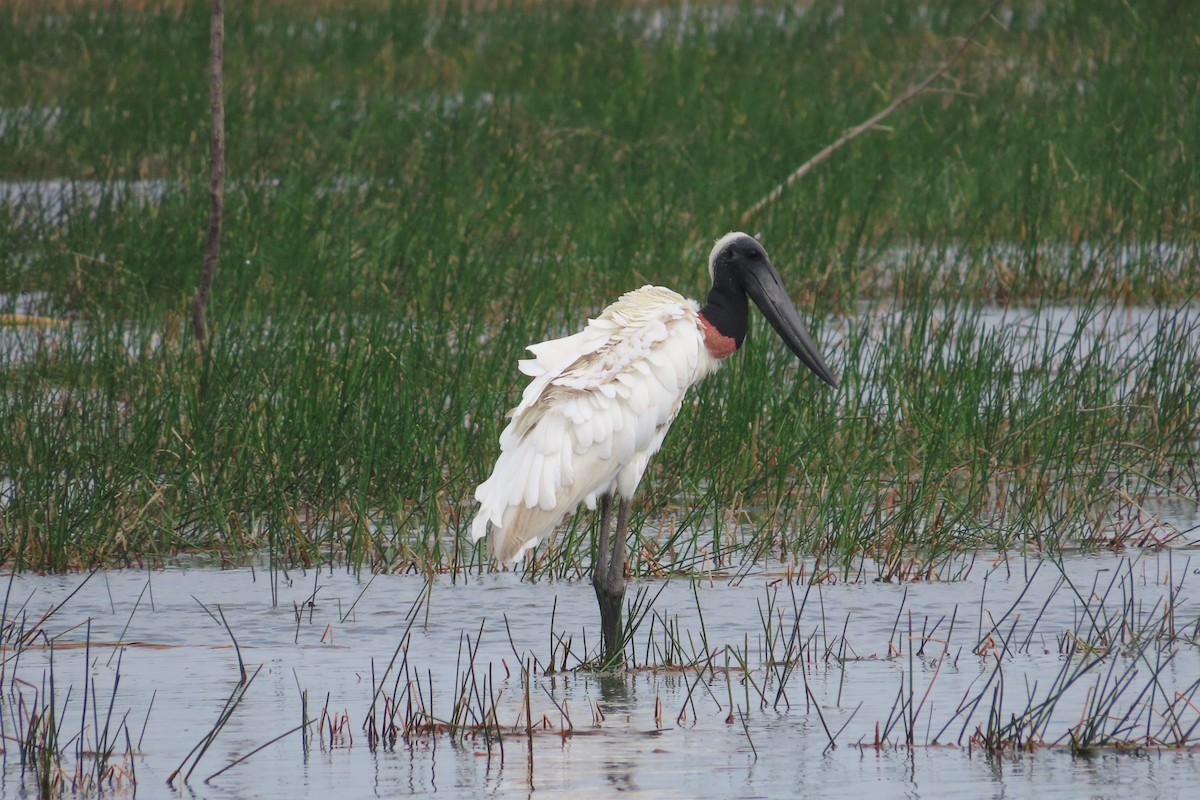 Jabiru - David Brinkman