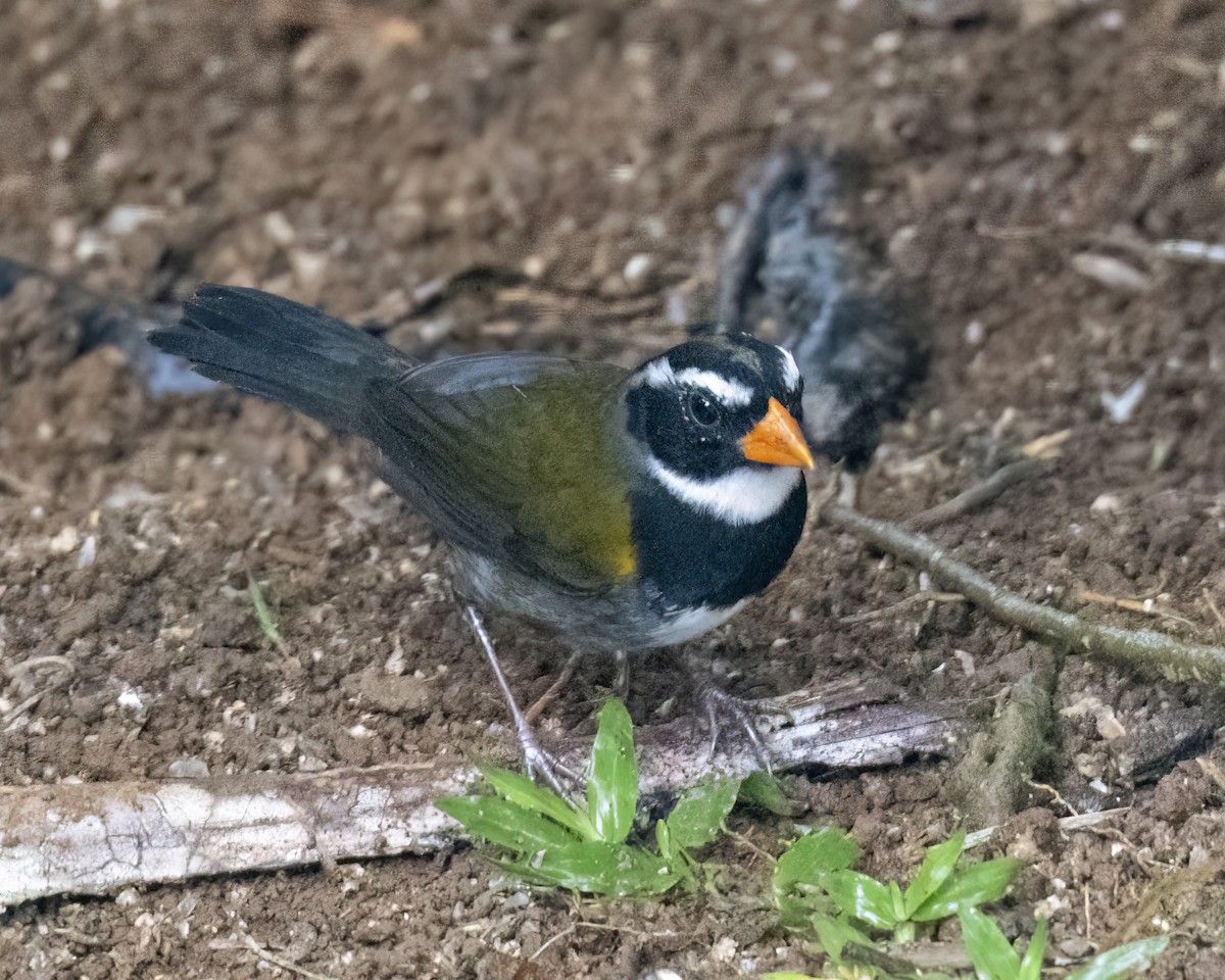 Orange-billed Sparrow - Kathy Hicks
