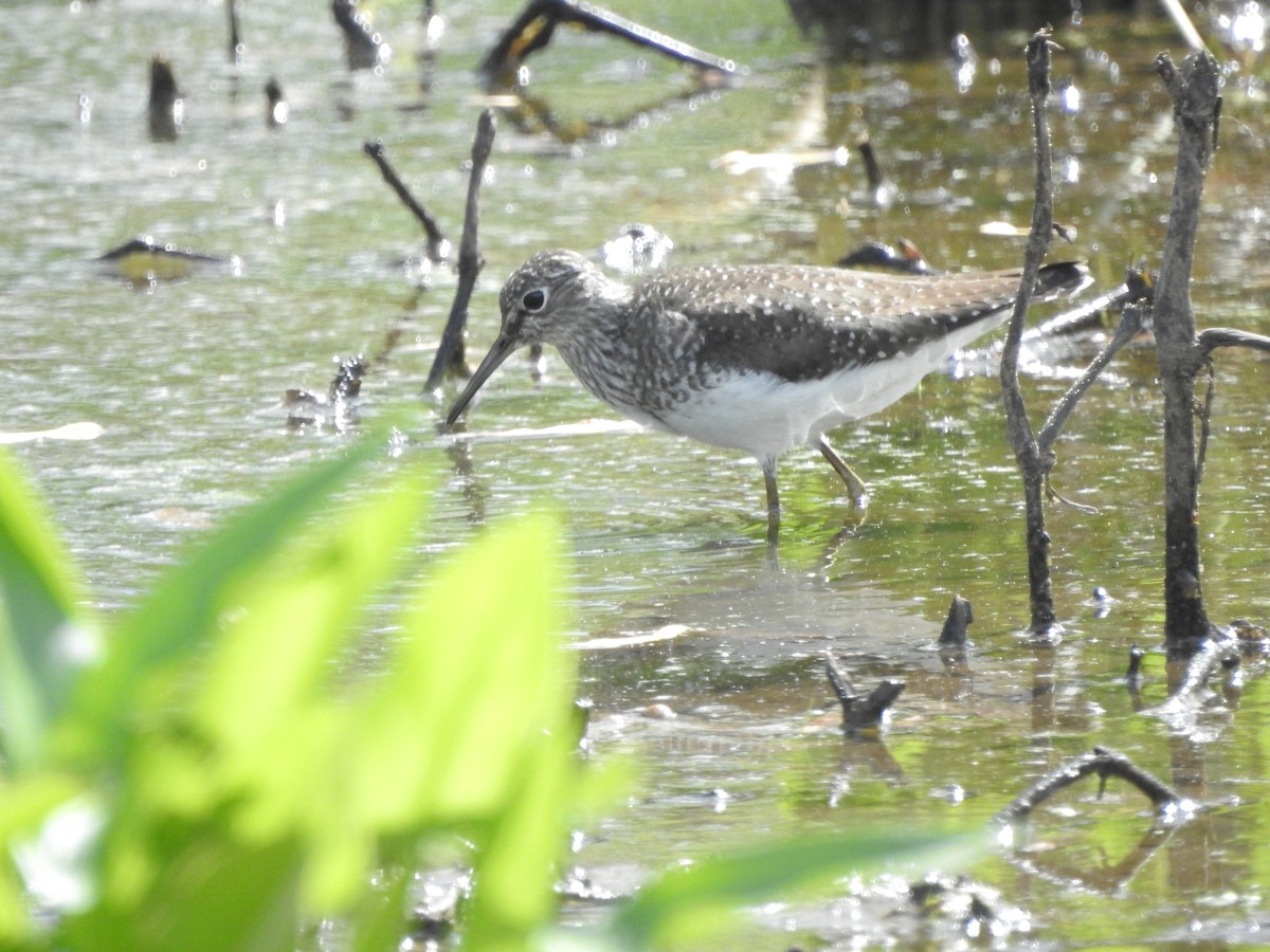 Solitary Sandpiper - ML619048620