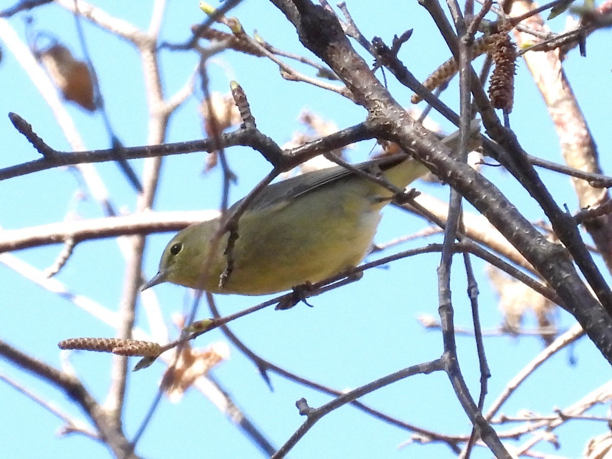 Orange-crowned Warbler - Ted Hogg