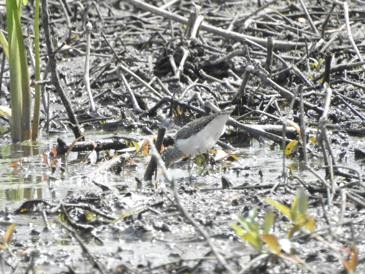 Solitary Sandpiper - ML619048628