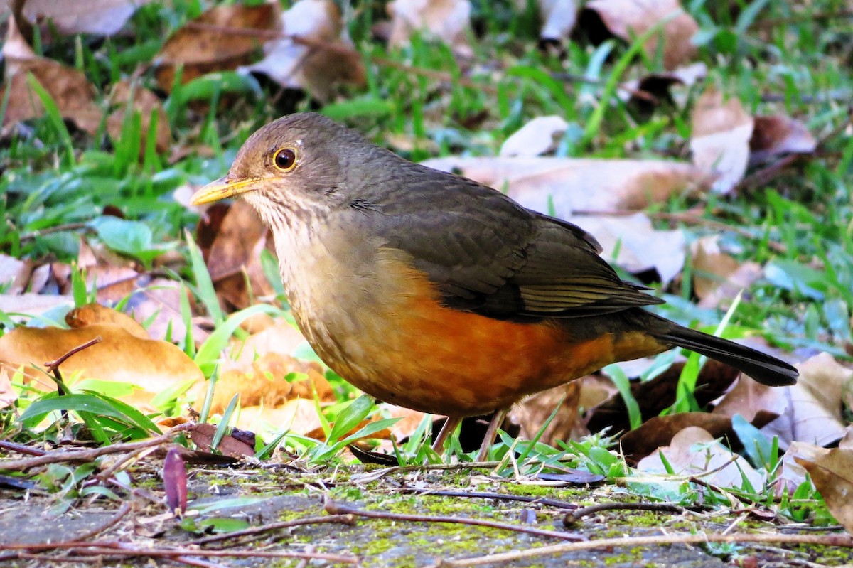 Rufous-bellied Thrush - André Tostes Tostes