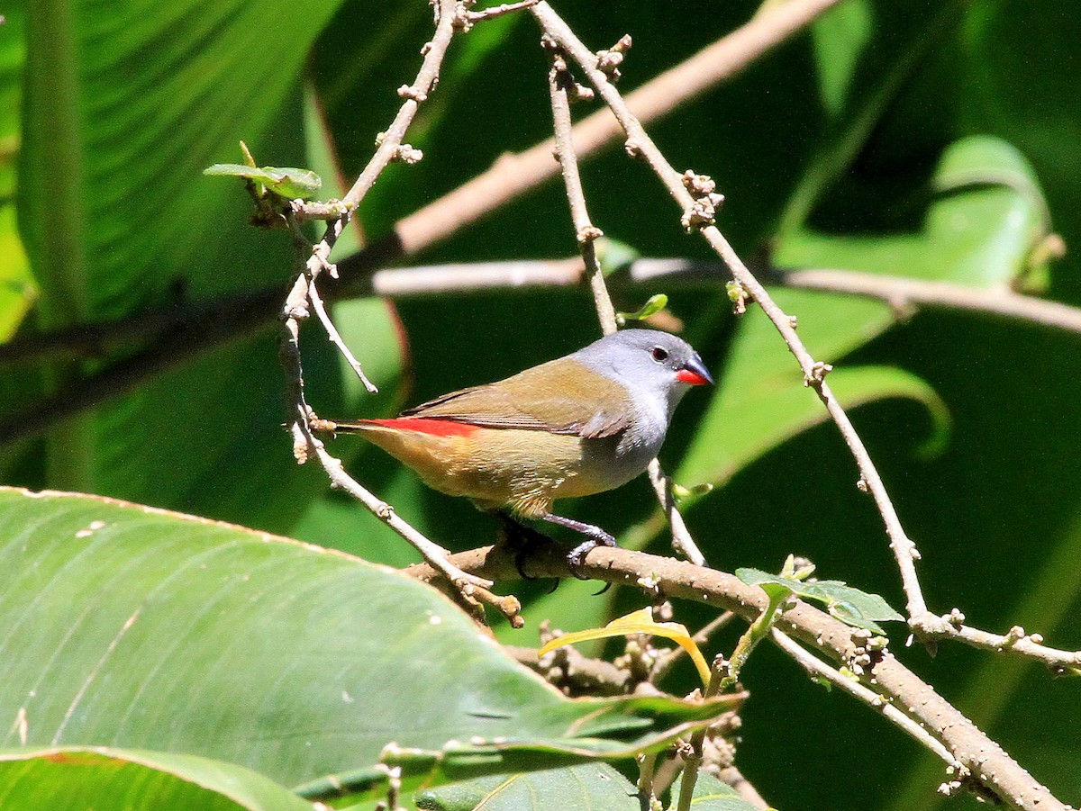 Yellow-bellied Waxbill - Geoff Butcher