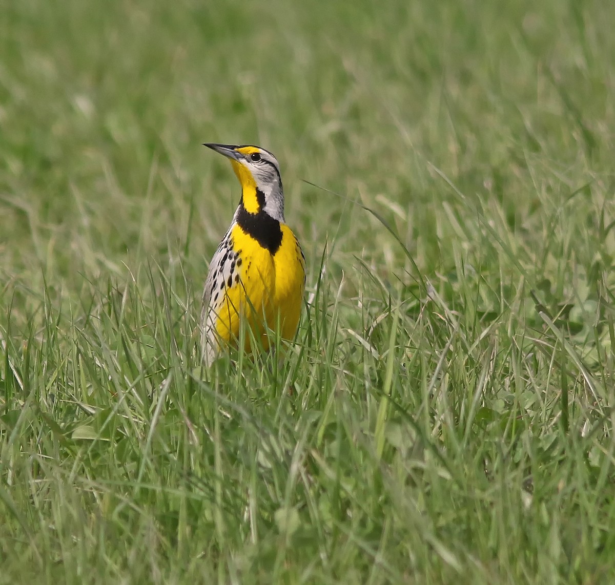 Eastern Meadowlark - Johanne Charette