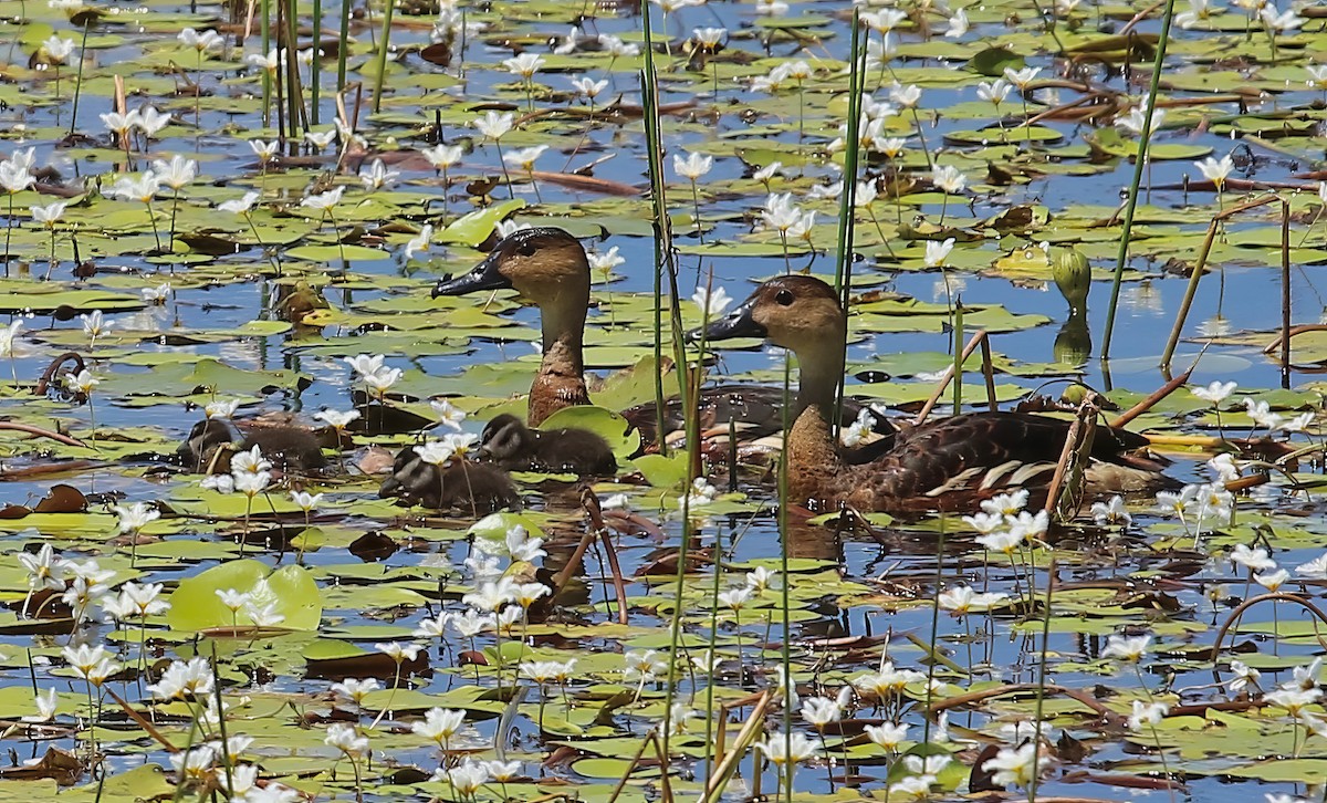 Wandering Whistling-Duck - Constance Vigno