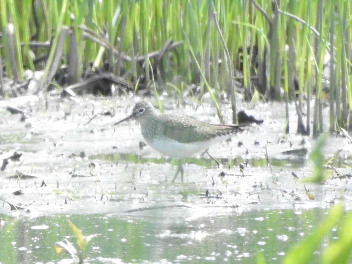 Solitary Sandpiper - ML619048645