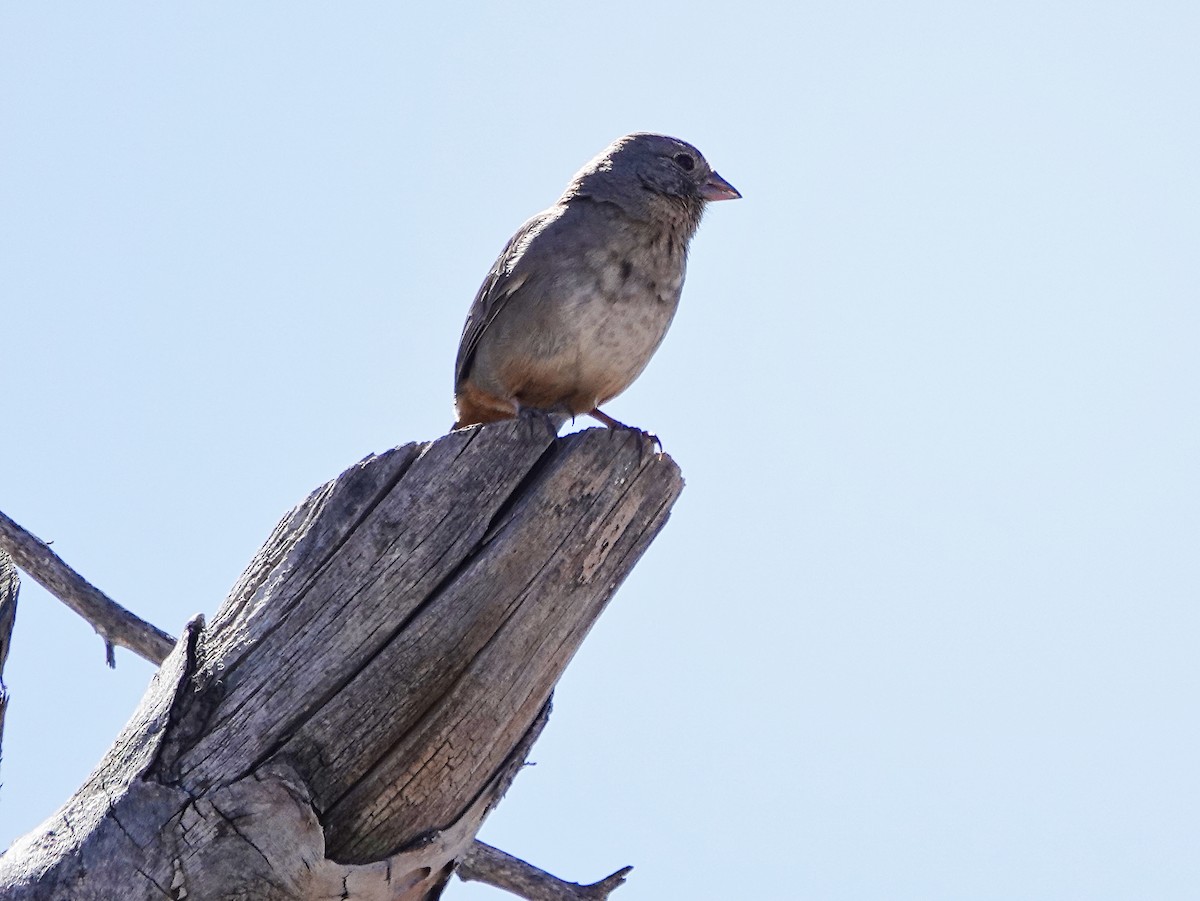 Canyon Towhee - ML619048649