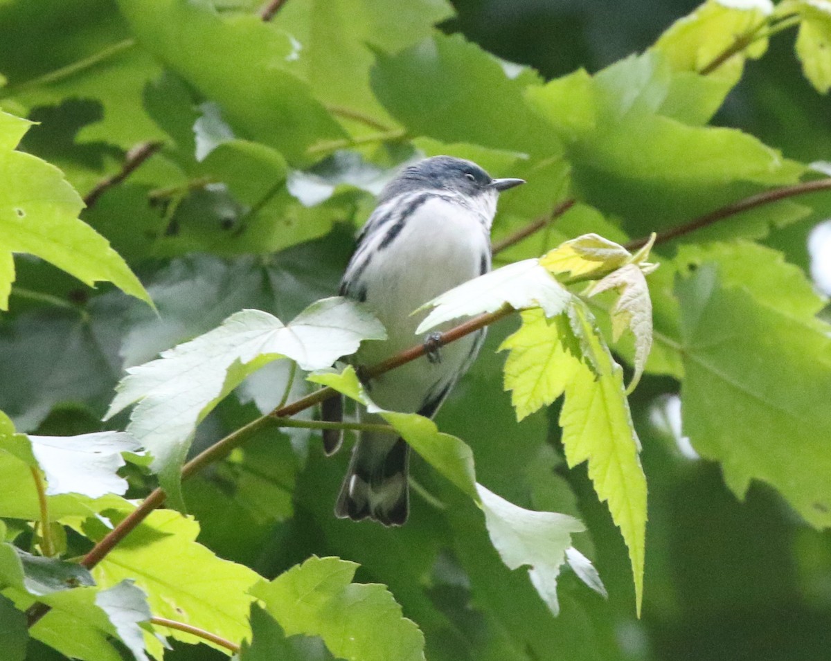 Cerulean Warbler - Andrew Vallely