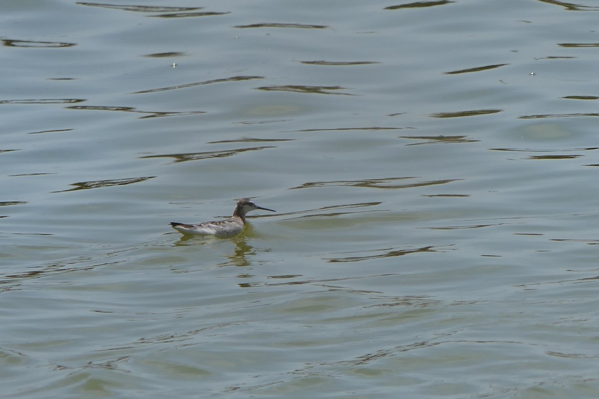 Wilson's Phalarope - ML619048670