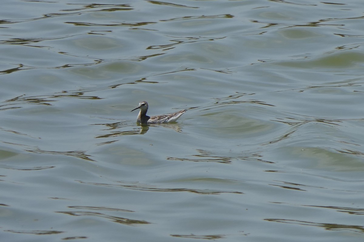 Wilson's Phalarope - ML619048671