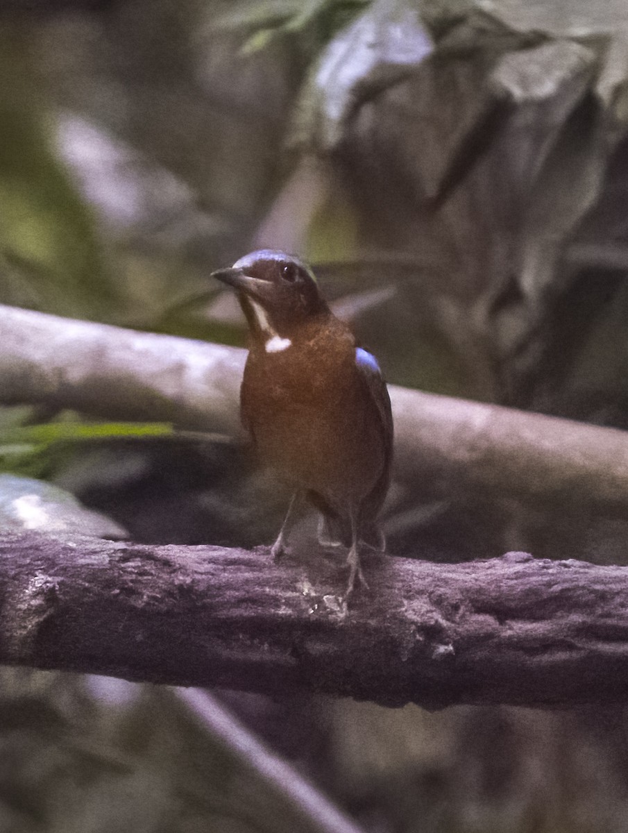 White-throated Rock-Thrush - David Hoar