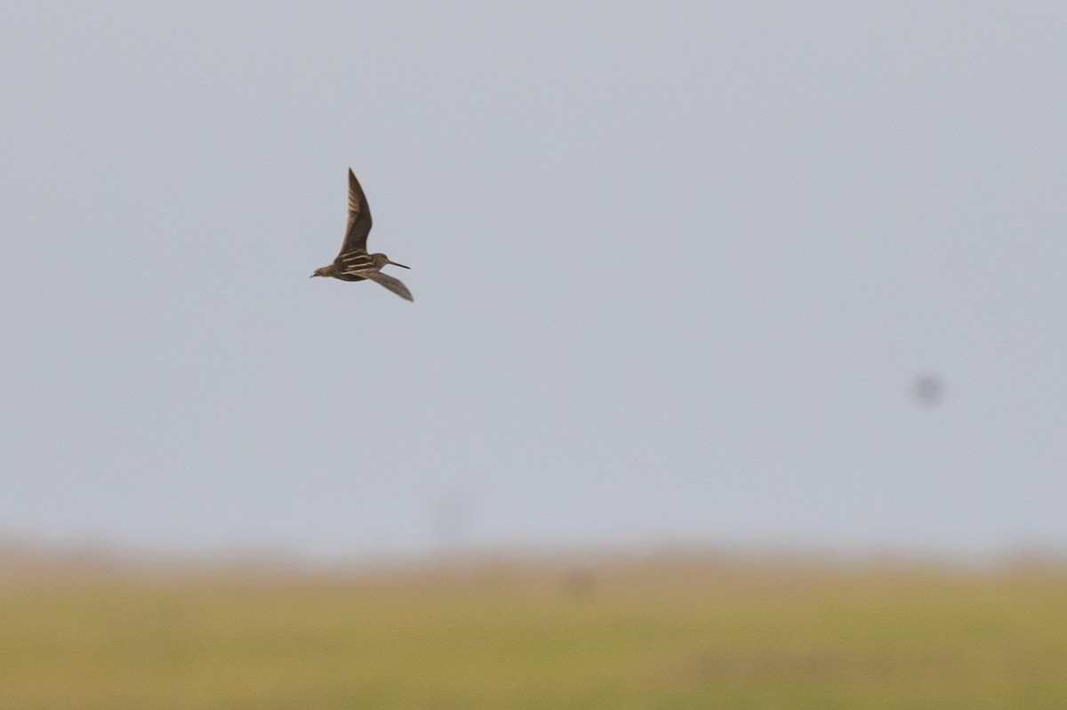 Wilson's Snipe - Stephen Davies