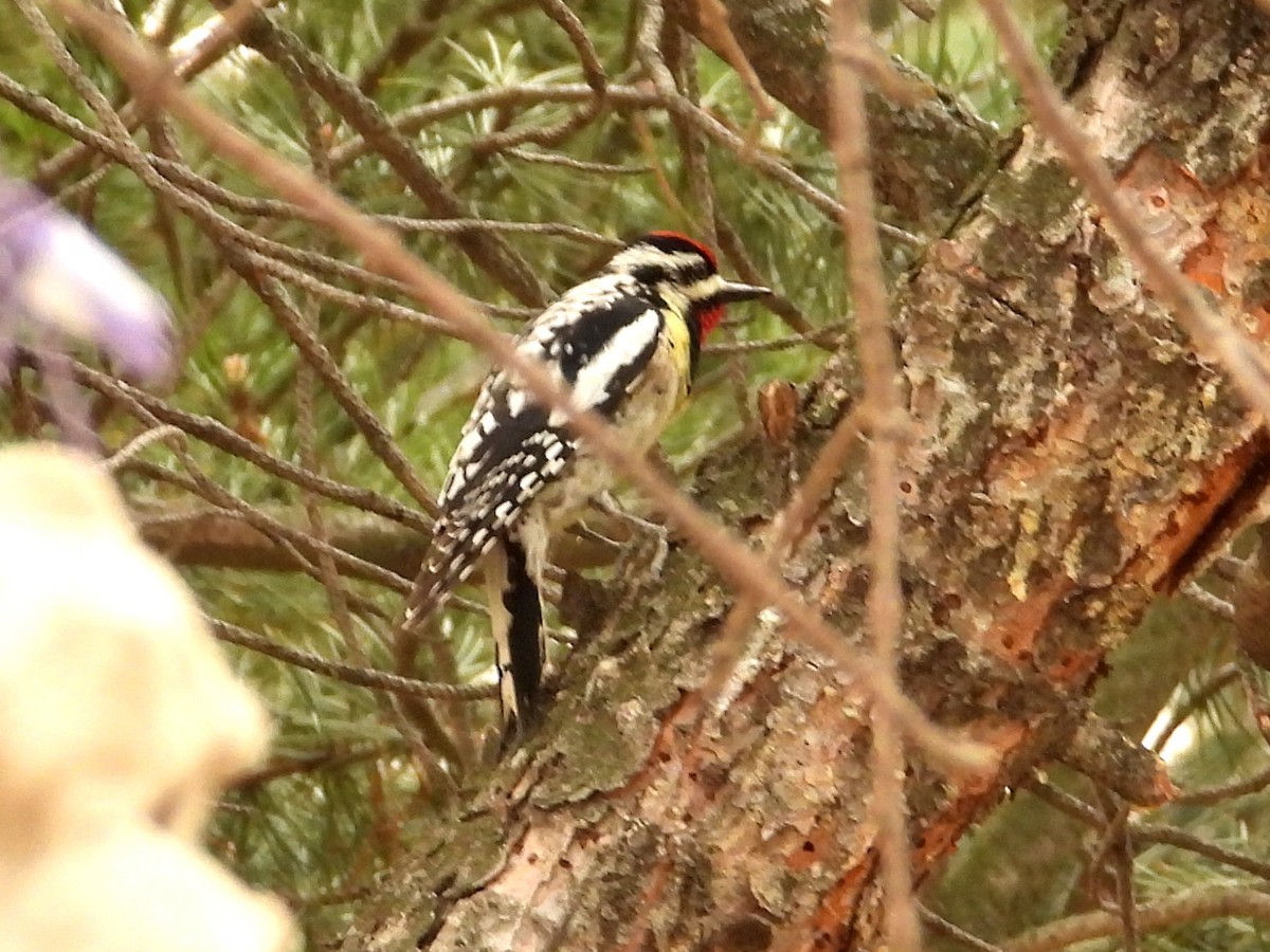 Yellow-bellied Sapsucker - Ted Hogg