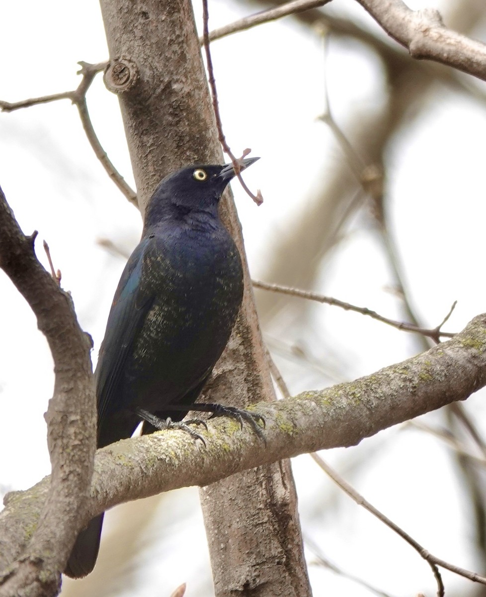 Rusty Blackbird - Susan Hartley