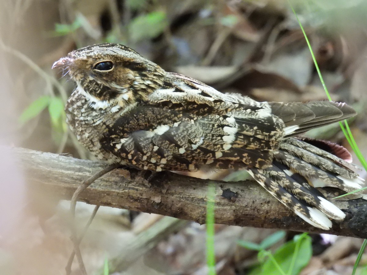 White-tailed Nightjar - ML619048731