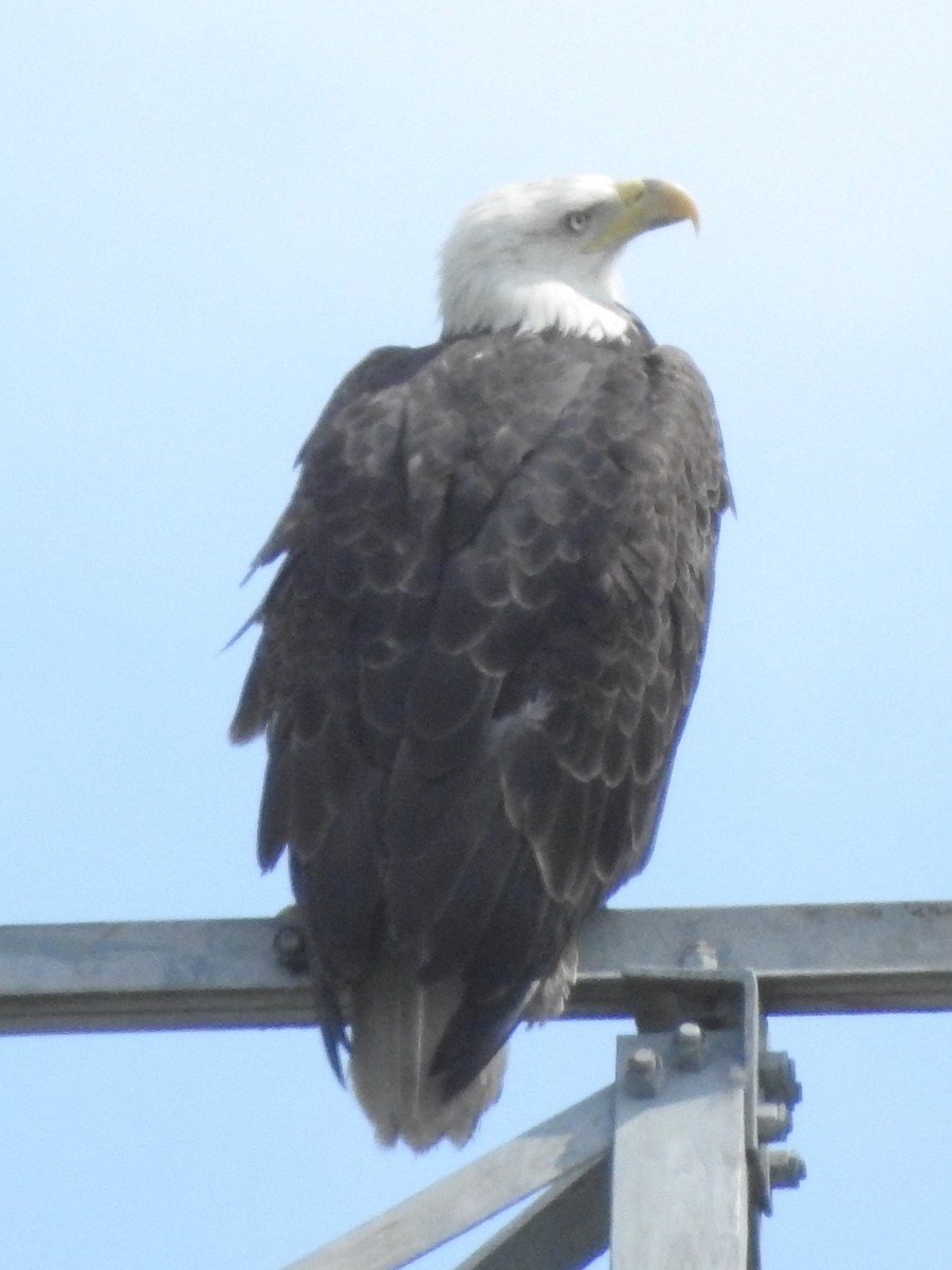 Bald Eagle - Bruce Francois