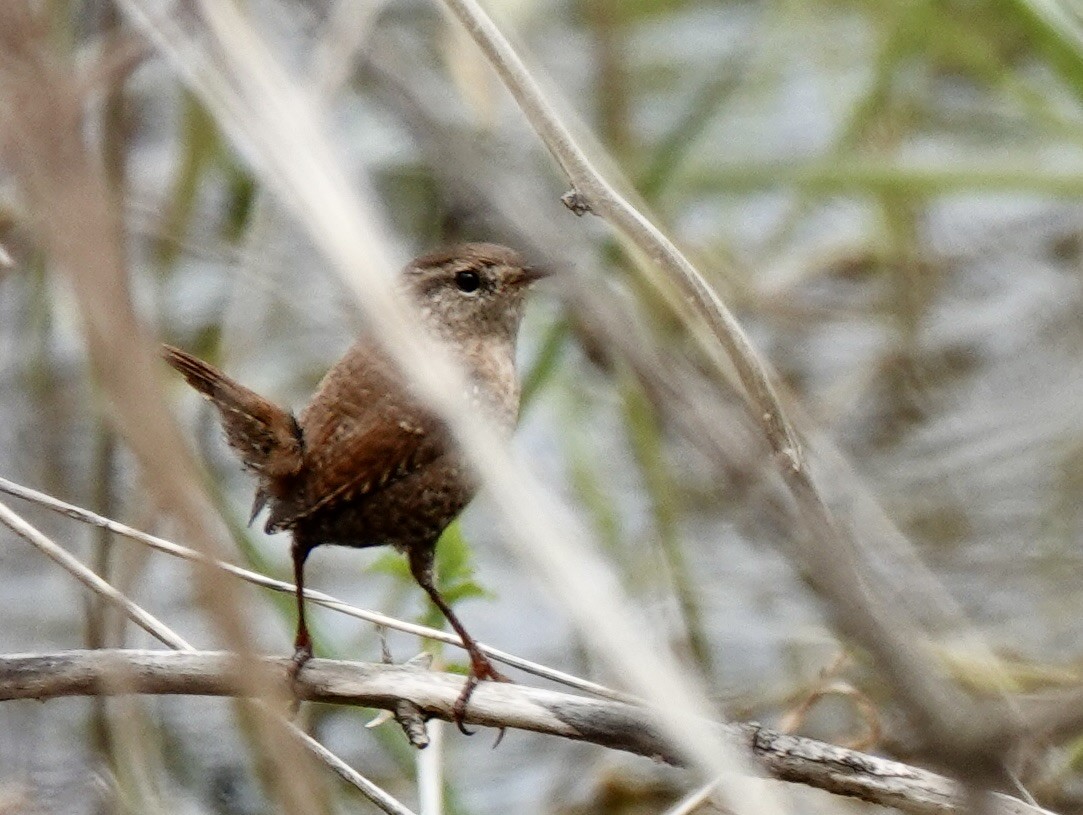 Winter Wren - Susan Hartley