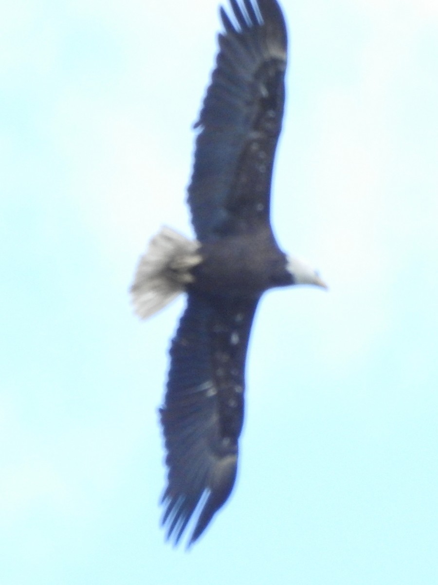 Bald Eagle - Bruce Francois