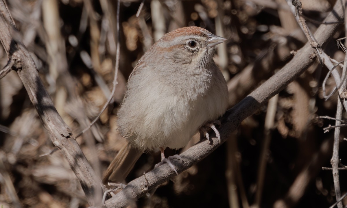 Rufous-crowned Sparrow - Steve Kelling