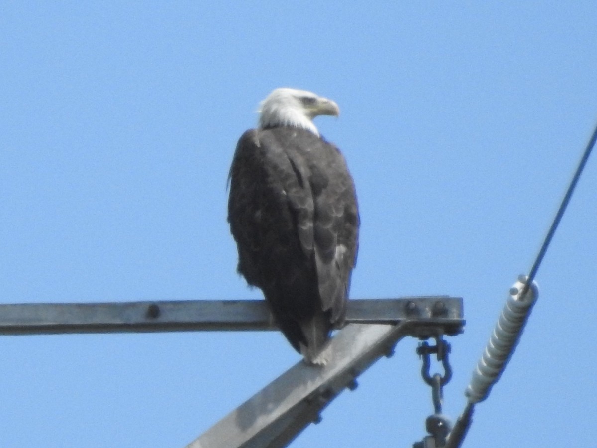 Bald Eagle - ML619048762