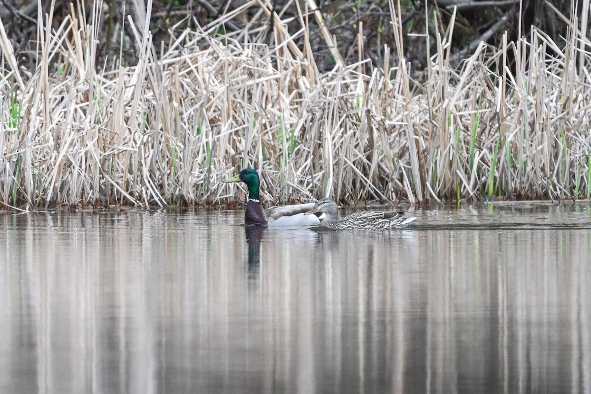 Mallard - ML619048764