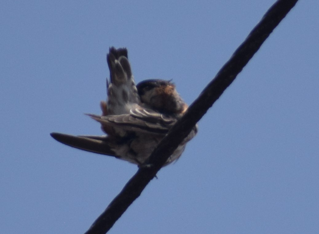 Chestnut-collared Swallow - Monica Paredes Mejia