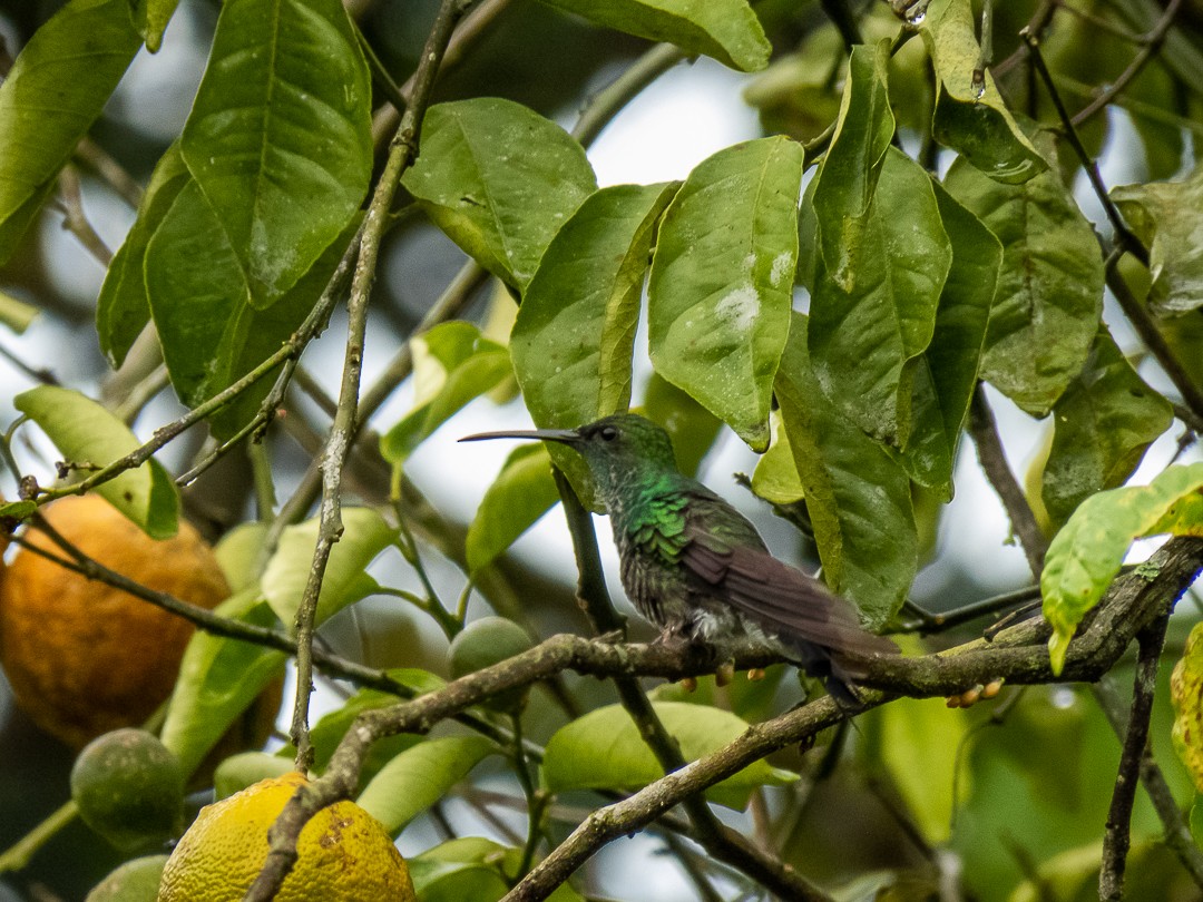 White-vented Plumeleteer - Juan  Giraldo G