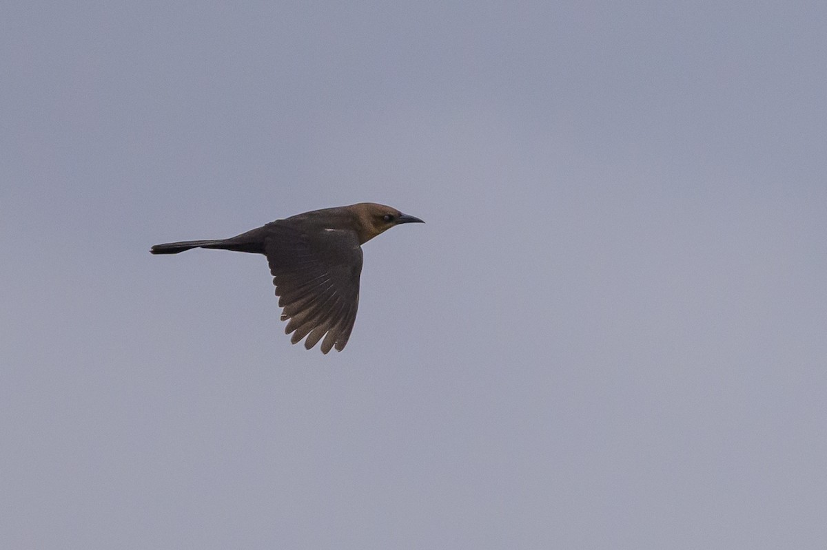 Boat-tailed Grackle - ML619048803