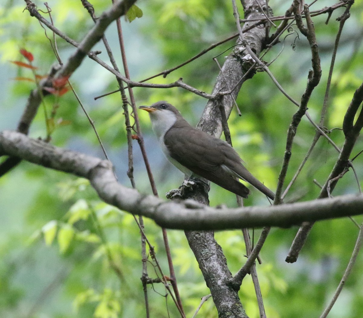 Yellow-billed Cuckoo - Andrew Vallely