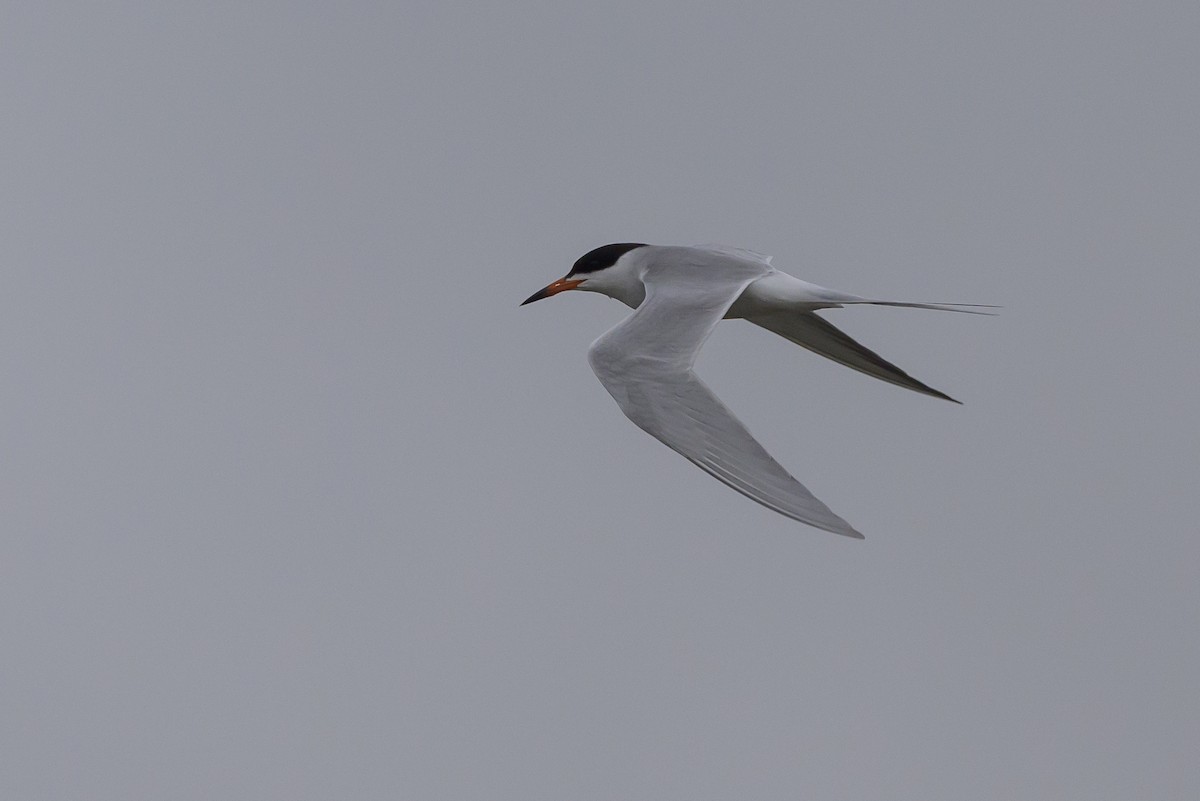 Forster's Tern - Stephen Davies