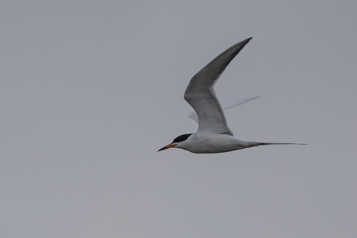 Forster's Tern - ML619048820