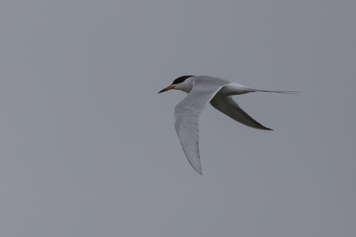 Forster's Tern - ML619048821