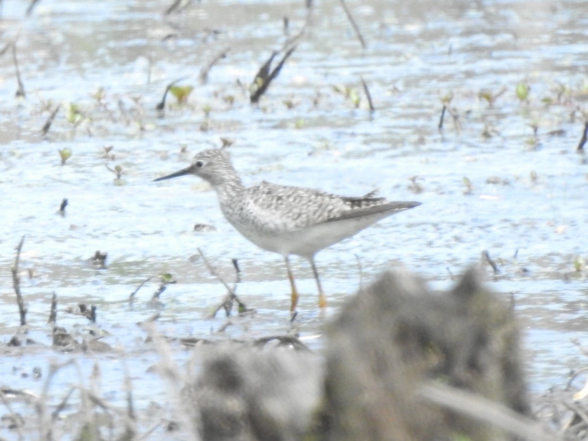 Lesser Yellowlegs - ML619048832