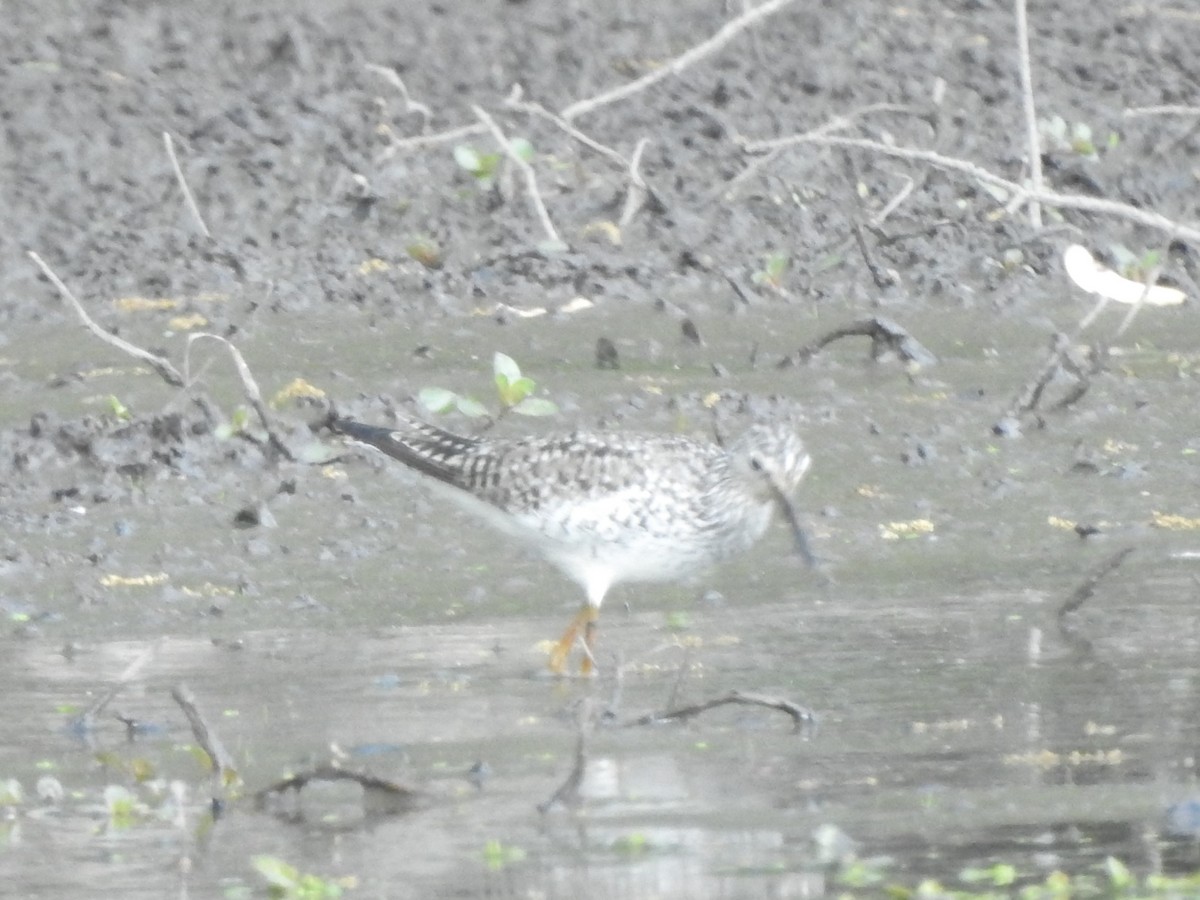 Lesser Yellowlegs - Bruce Francois