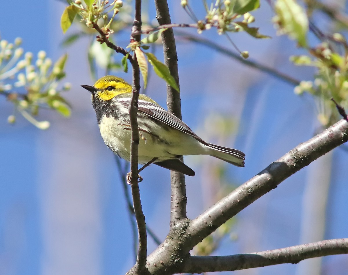 Black-throated Green Warbler - Johanne Charette