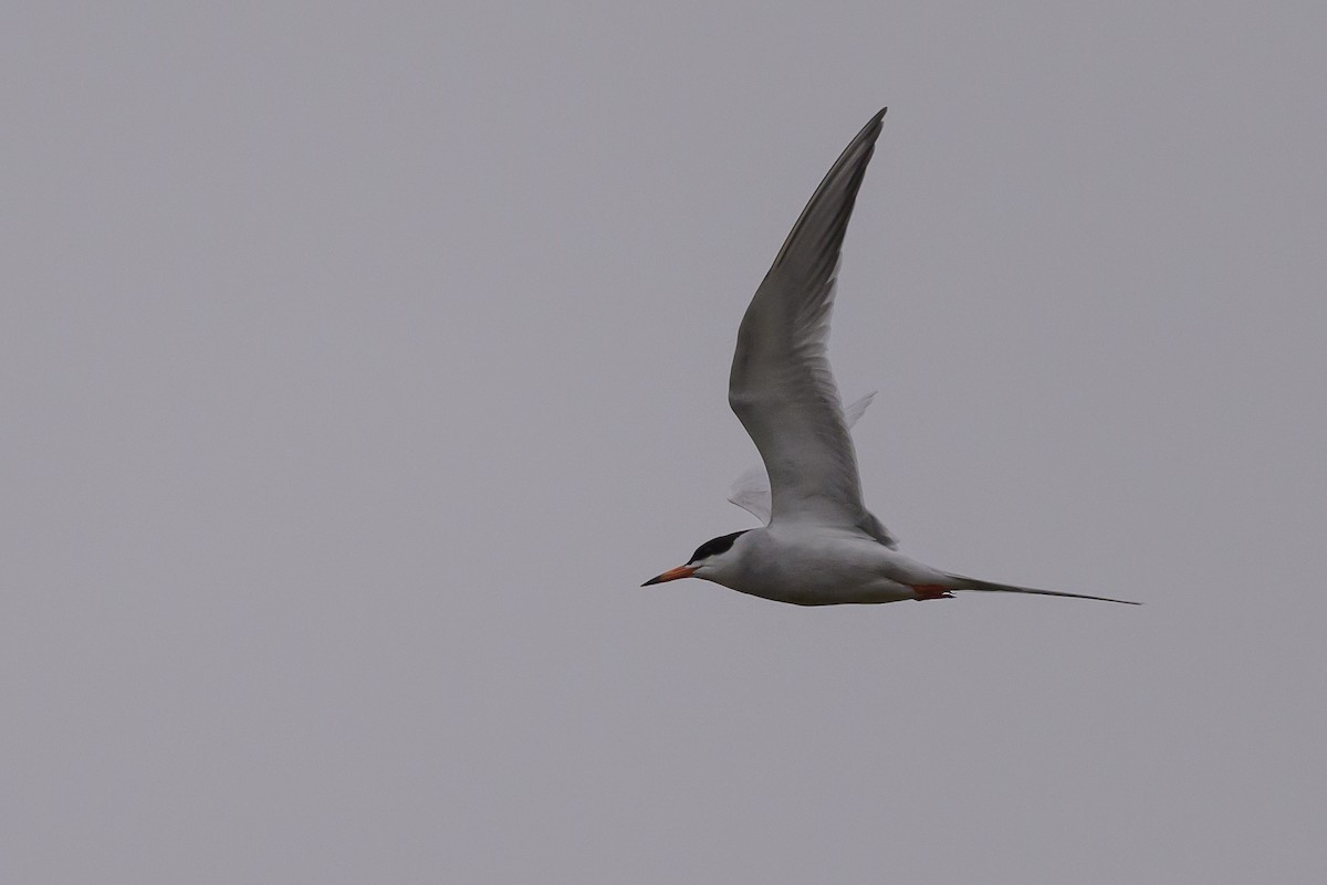 Forster's Tern - ML619048847